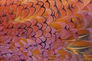 Common Pheasant (Phasianus colchicus) adult male, close-up of feathers, Berwickshire, Scottish Borders, Scotland, march