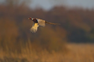 Common Pheasant (Phasianus colchicus) adult male, in flight, Norfolk, England, february