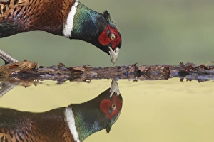 Special Prints: Common Pheasant (Phasianus colchicus) adult male