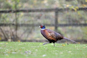 Common Pheasant (Phasianus colchicus) adult male, walking on grass during rainstorm, Stair, Newlands Valley