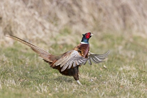 Common Pheasant (Phasianus colchicus) adult male, displaying on grass, Suffolk, England, April