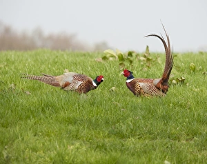 Aggressive Prints: Common Pheasant (Phasianus colchicus) two adult males