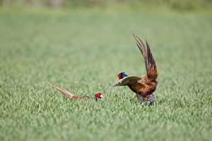 Common Pheasant (Phasianus colchicus) two adult males, fighting in field, Suffolk, England, april