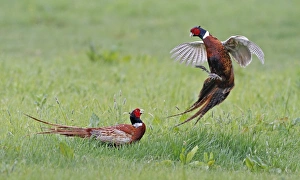 Common Pheasant (Phasianus colchicus) two adult males, fighting in field, Leicestershire, England, may