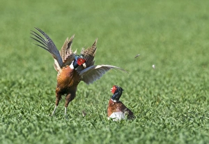 Common Pheasant (Phasianus colchicus) two adult males, fighting in arable field, Norfolk, England, april