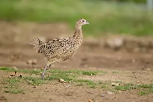 Common Pheasant (Phasianus colchicus) immature female, running, Suffolk, England, August