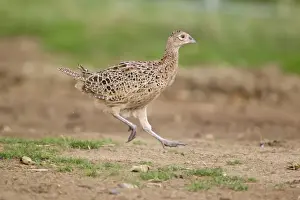 Common Pheasant (Phasianus colchicus) immature female, running, Suffolk, England, August