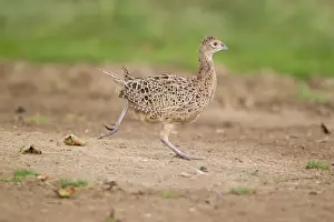 Common Pheasant (Phasianus colchicus) immature female, running, Suffolk, England, August