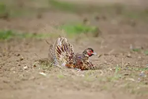 Common Pheasant (Phasianus colchicus) immature male, dust bathing, Suffolk, England, August