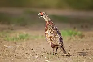 Common Pheasant (Phasianus colchicus) immature male, calling, standing on field edge, Suffolk, England, August