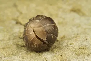 Defence Prints: Common Pill Woodlouse (Armadillidium vulgare) adult