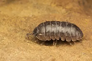 Common Pill Woodlouse (Armadillidium vulgare) adult, resting on rock, Leicestershire, England, March
