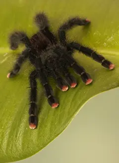 Bird Eating Spider Prints: Common Pinktoe Tarantula (Avicularia avicularia) adult, resting on leaf (captive)