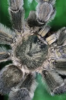 Common Pinktoe Tarantula (Avicularia avicularia) adult, close-up of cephalothorax, Trinidad, Trinidad and Tobago
