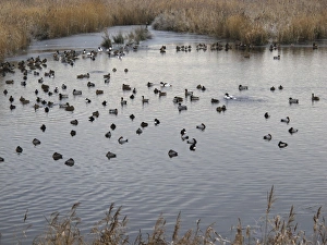 Mallard Prints: Common Pochard (Aythya ferina)