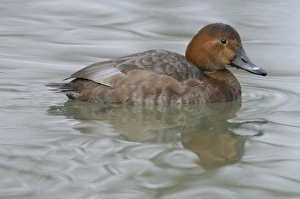 Pochard Prints: Common Pochard (Aythya ferina) adult female, swimming, Italy, january