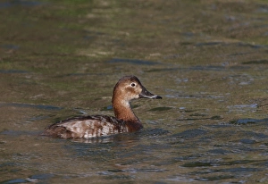 Common Pochard (Aythya ferina) adult female, swimming on coastal lagoon, Algarve, Portugal, april