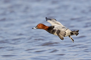 Common Pochard (Aythya ferina) adult male, in flight, landing on water, Slimbridge, Gloucestershire, England, January