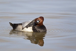 Common Pochard (Aythya ferina) adult male, preening on water, Slimbridge, Gloucestershire, England, february