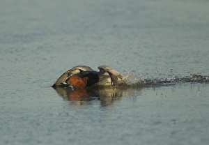 Common Pochard (Aythya ferina) adult male, landing on water, Gloucestershire, England, february