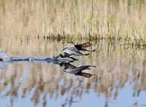 Common Pochard (Aythya ferina) adult male, taking off from water, Norfolk, England, april