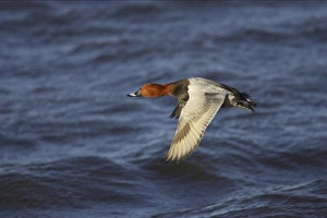 Common Pochard (Aythya ferina) adult male, in flight over water, Ouse Washes, Norfolk, England, winter