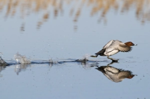 Common Pochard (Aythya ferina) adult male, taking off from water, Norfolk, England, april
