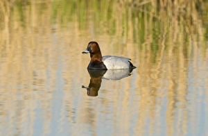 Common Pochard (Aythya ferina) adult male, swimming, Cley, Norfolk, England, april