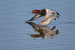 Common Pochard (Aythya ferina) adult male, in flight, taking off from flooded former gravel pit
