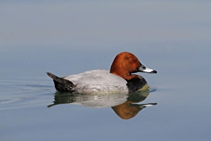 Common Pochard (Aythya ferina) adult male, swimming on lake at dawn, Lake Geneva, Switzerland, April