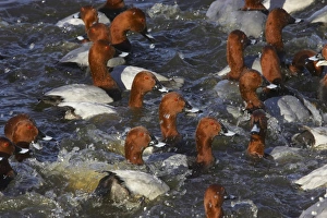 Common Pochard (Aythya ferina) adult males, flock in feeding frenzy on water, Welney W. W. T. Ouse Washes, Norfolk, England, winter
