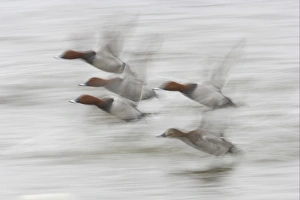 Speed Prints: Common Pochard (Aythya ferina) adult males and female