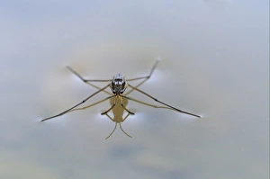 Bugs Prints: Common Pond Skater (Gerris lacustris) adult