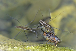 Bugs Prints: Common Pond Skater (Gerris lacustris) three adults