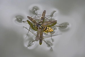 Common Pond Skater (Gerris lacustris) four adults, feeding on Common Wasp (Vespula vulgaris)