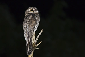 West Indian Prints: Common Potoo (Nyctibius griseus) adult