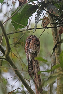 Grey Prints: Common Potoo (Nyctibius griseus) adult