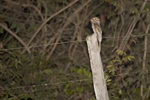 Common Potoo (Nyctibius griseus) adult, perched on fencepost at night, Pantanal, Mato Grosso, Brazil