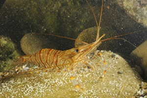 Prawn Prints: Common Prawn (Palaemon serratus) adult, on rock underwater, Italy, august