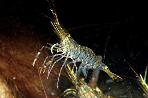 Common Prawn (Palaemon serratus) adult, swimming, Studland Bay, Isle of Purbeck, Dorset, England, September