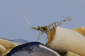Common Prawn (Palaemon serratus) adult, clambering over seashells, Joss Bay, Kent, England