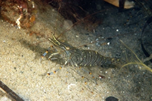 Common Prawn (Palaemon serratus) adult, on sandy seabed, Studland Bay, Isle of Purbeck, Dorset, England, September