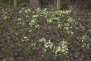 Vulgaris Prints: Common Primrose flowering on woodland edge