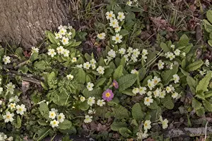 Pink Prints: Common Primrose flowering on woodland edge with one pink flower (sibthorpii)