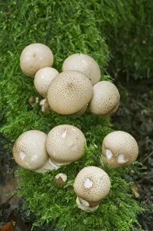 Common Puffball (Lycoperdon perlatum) fruiting bodies, growing amongst moss in woodland, Kings Wood, Challock