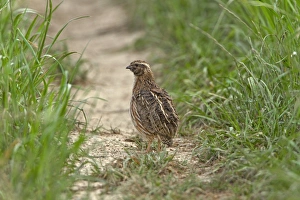 Gamebird Prints: Common Quail (Coturnix coturnix) adult