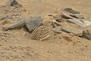 Common Quail (Coturnix coturnix) adult, on migration in desert, Morocco, March
