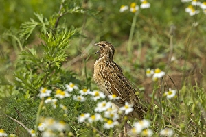 Common Quail (Coturnix coturnix) adult male, calling, standing amongst weeds on set-a-side field in farmland, Warwickshire, England, june