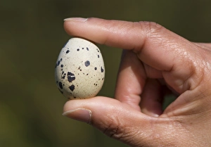 Hand Prints: Common Quail (Coturnix coturnix) egg, held in hand, Rufford, Lancashire, England, October