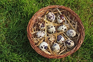 Gamebird Prints: Common Quail (Coturnix coturnix) twelve eggs, in basket, Suffolk, England, May
